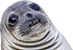 :_sealion: :_sealion: